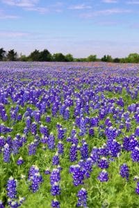 A field of bluebonnets, the state flower of Texas